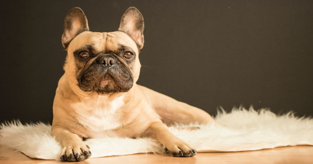 Breed Profile - French Bulldog | BETTY & BUTCH®