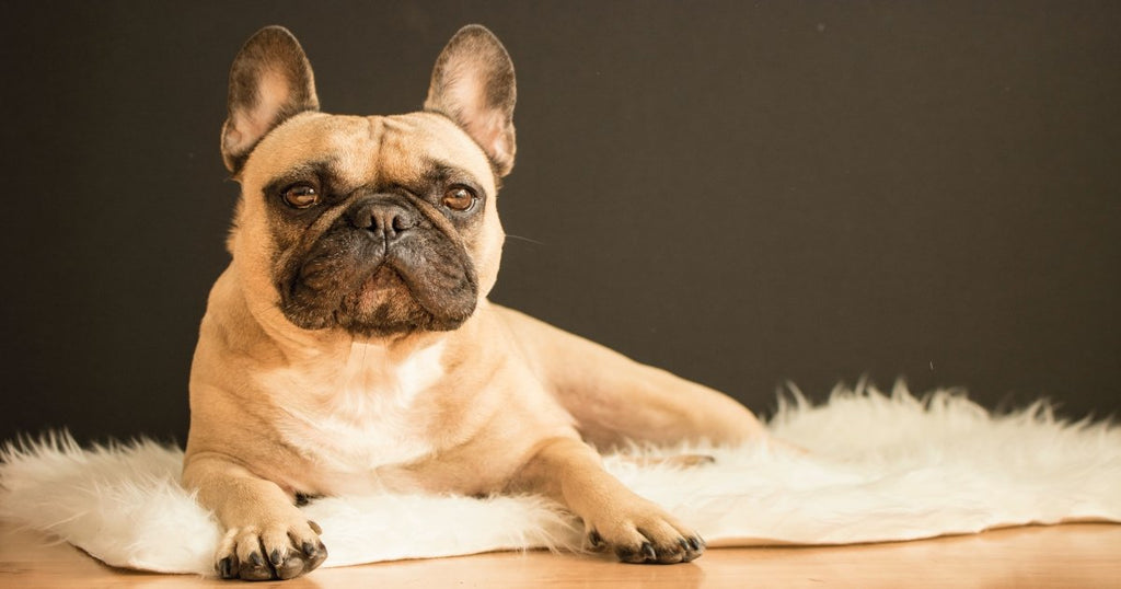 French bulldog shop has a cold