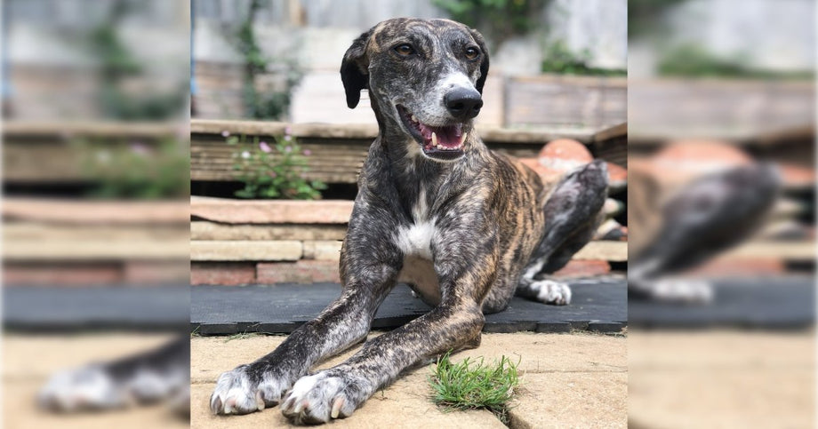 Fawn deals brindle greyhound