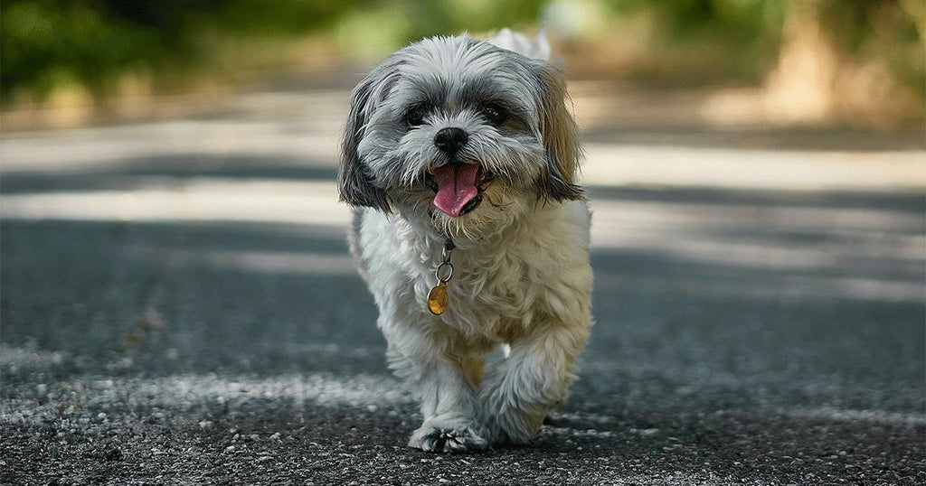 Breed Profile - Shih Tzu | BETTY & BUTCH®