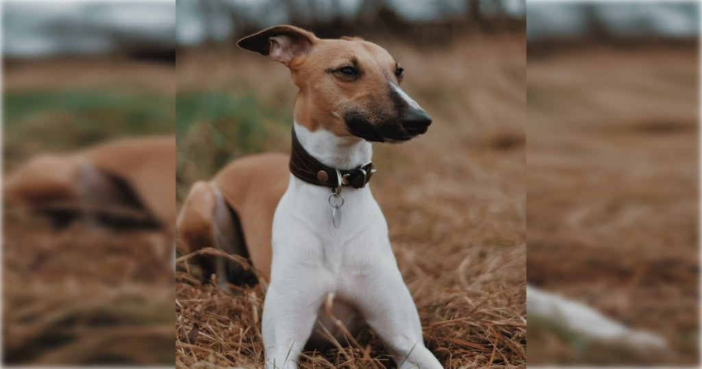 Breed Profile - Whippet | BETTY & BUTCH®