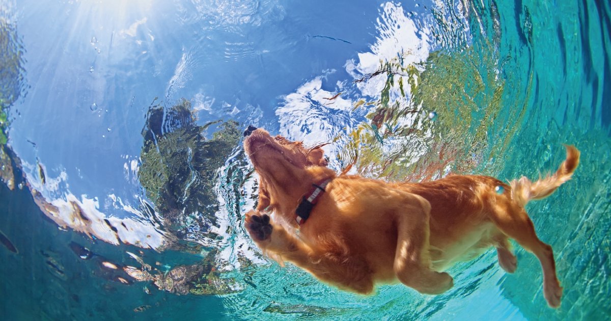 Can All Dogs Swim? Breeds Than Can and The Breeds That Can’t | BETTY & BUTCH®