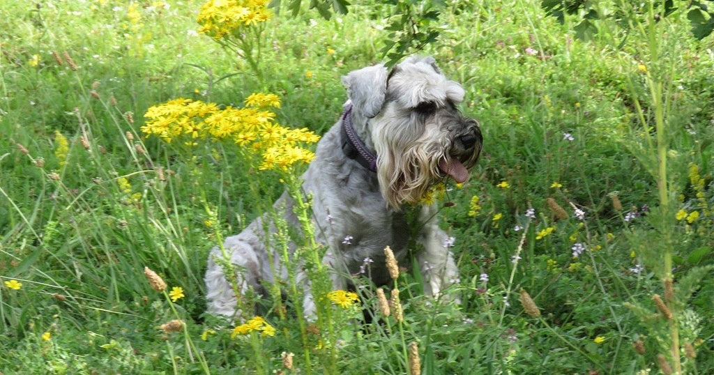 Can Dogs Have Hay Fever? | BETTY & BUTCH®