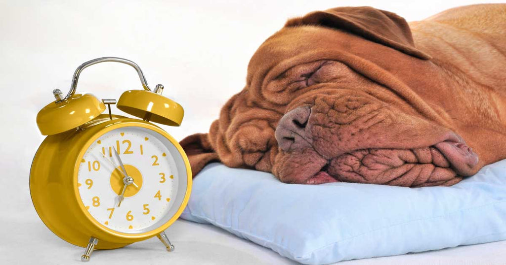 How the Clocks Changing Might Impact your Dog | BETTY & BUTCH®