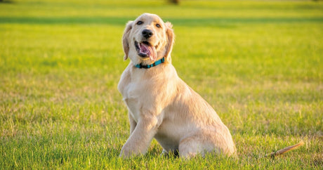 How To Keep Your Dog Safe This Summer | BETTY & BUTCH®