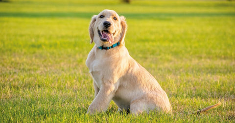How To Keep Your Dog Safe This Summer | BETTY & BUTCH®