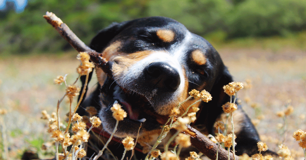 What happens if a dog sales eats wood