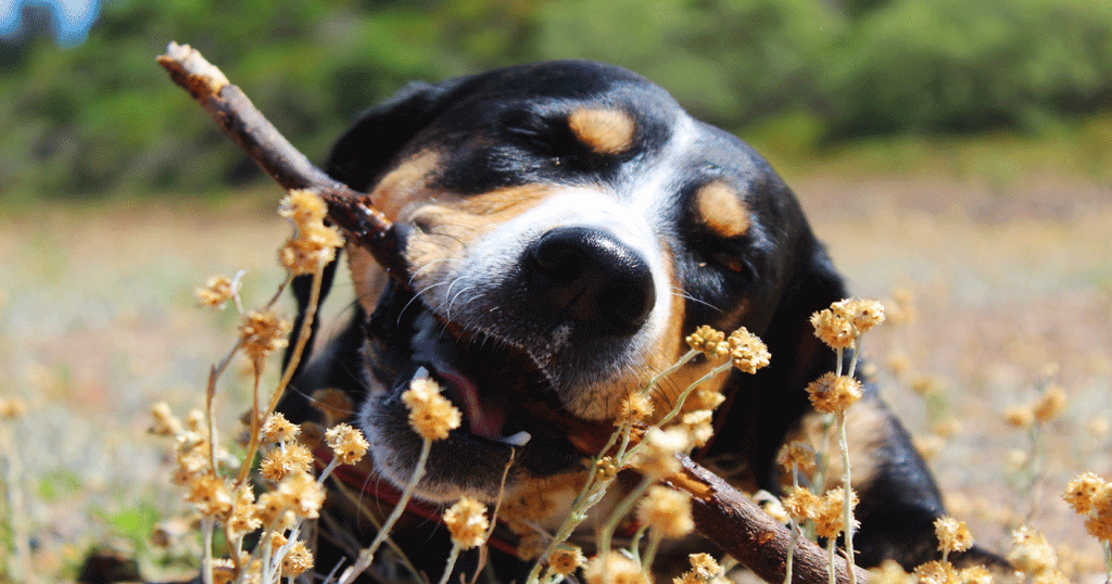 Olive Wood Dog Chews: Are They Safer Than Sticks? | BETTY & BUTCH®