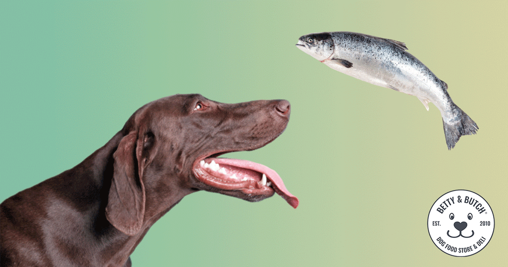 Should Dogs Eat Fish? The Benefits and What to Avoid | BETTY & BUTCH®