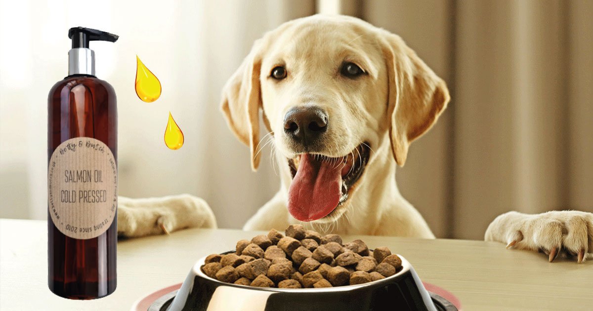 Cold pressed salmon oil for on sale dogs