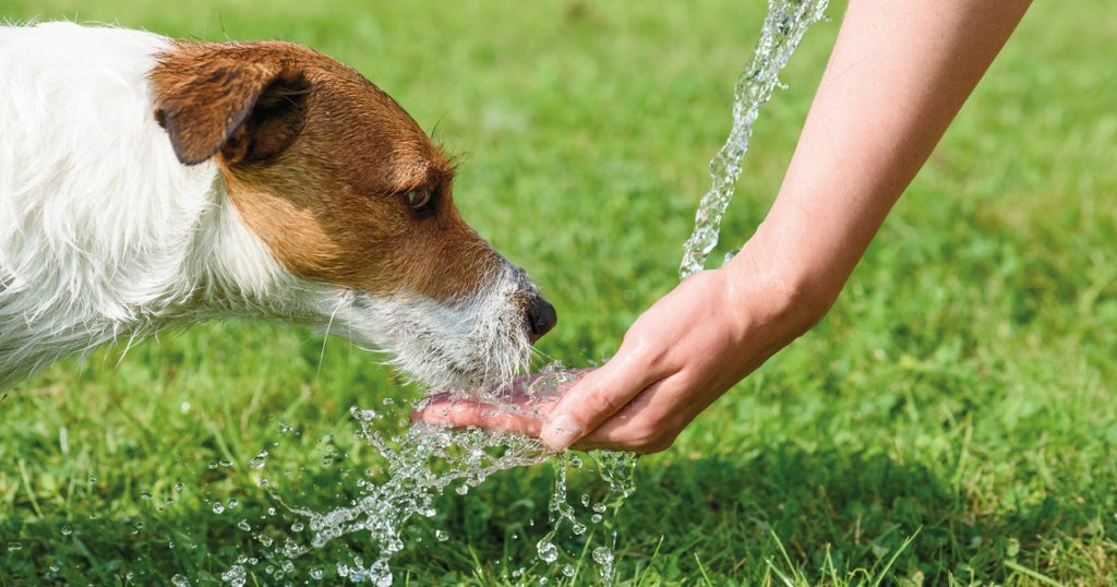 The Signs and Symptoms That Your Dog is Dehydrated | BETTY & BUTCH®