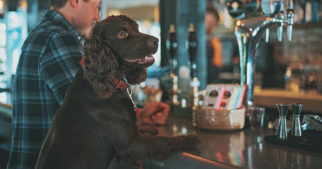 Top 5 Dog-Friendly Pubs to Visit in Manchester | BETTY & BUTCH®