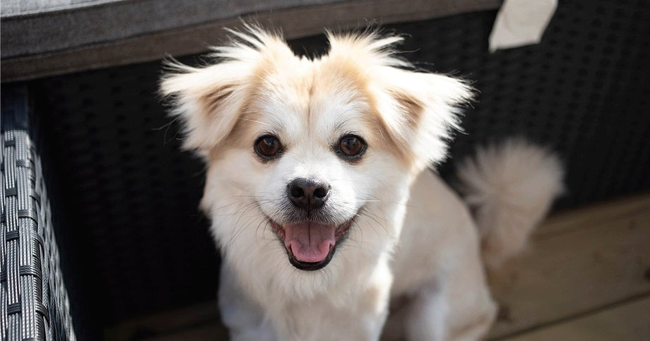 How to Train Puppies with Treats