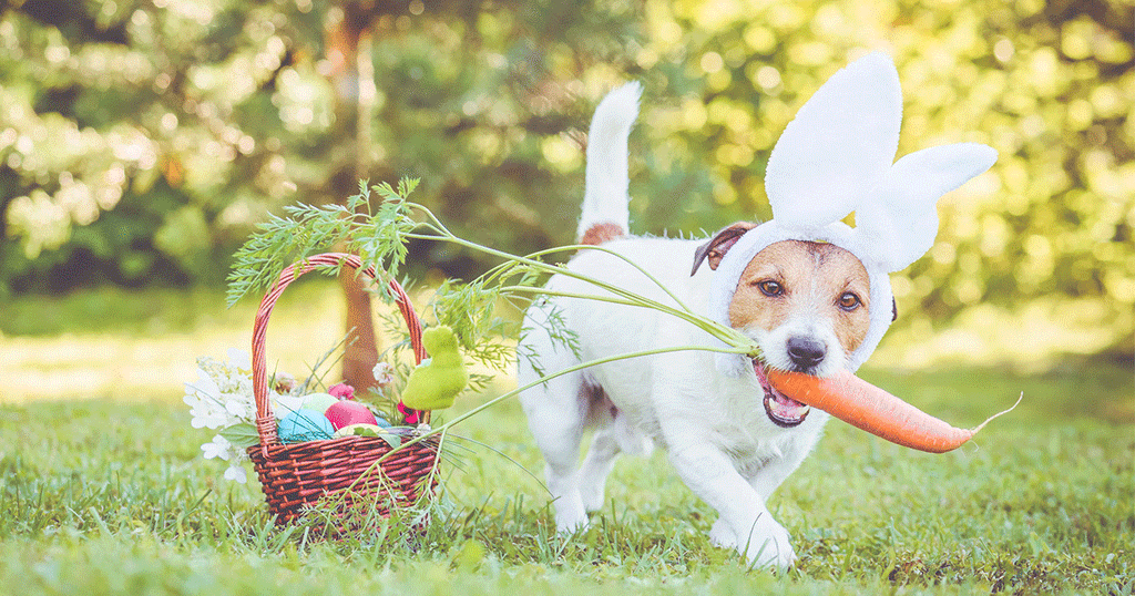 Top 5 Things To Keep Away From Your Dog This Easter | BETTY & BUTCH®