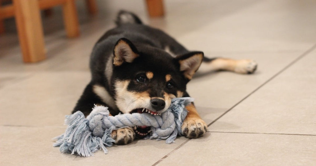 Best chew toys for 8 week old puppies online