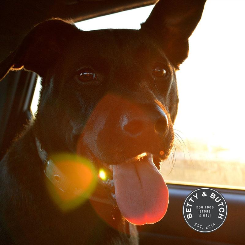 Travelling with your dog. | BETTY & BUTCH®