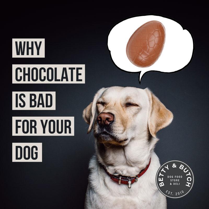 Why chocolate is bad for dogs | BETTY & BUTCH®