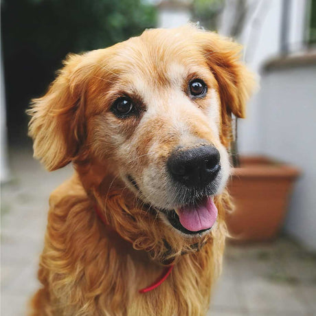 Healthy Food, Treats & Joint Care for Senior Dogs - Natural Products