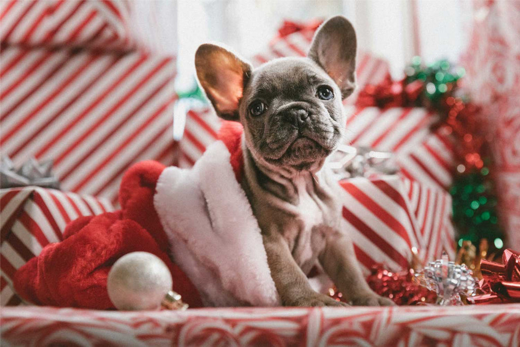 Christmas gifts and dog treats for dogs