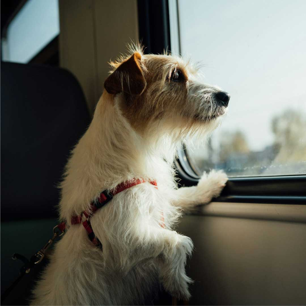 dog travel tips and accessories