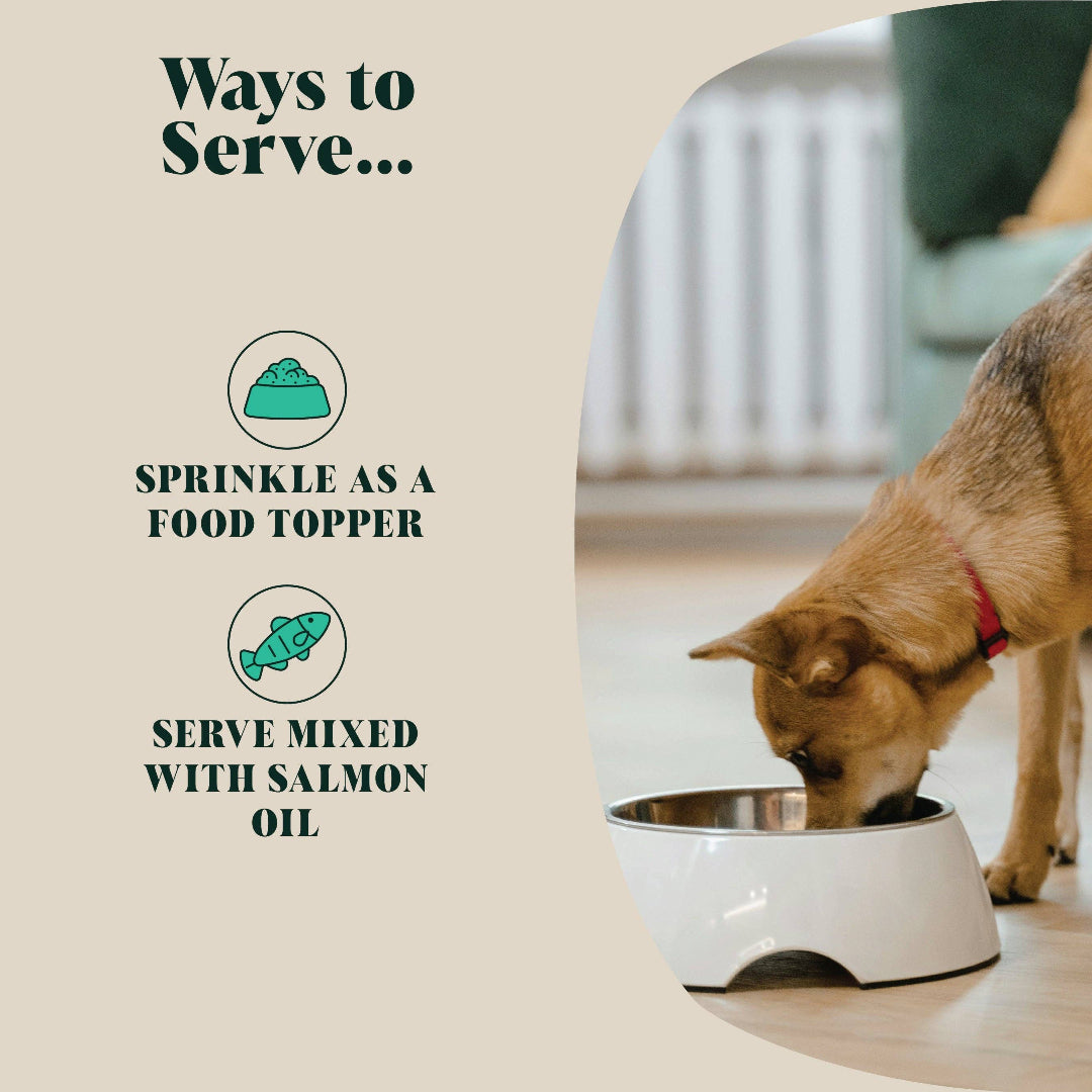 A happy dog eating green lipped mussel, demonstrating the joint health benefits of green lipped mussel powder.
