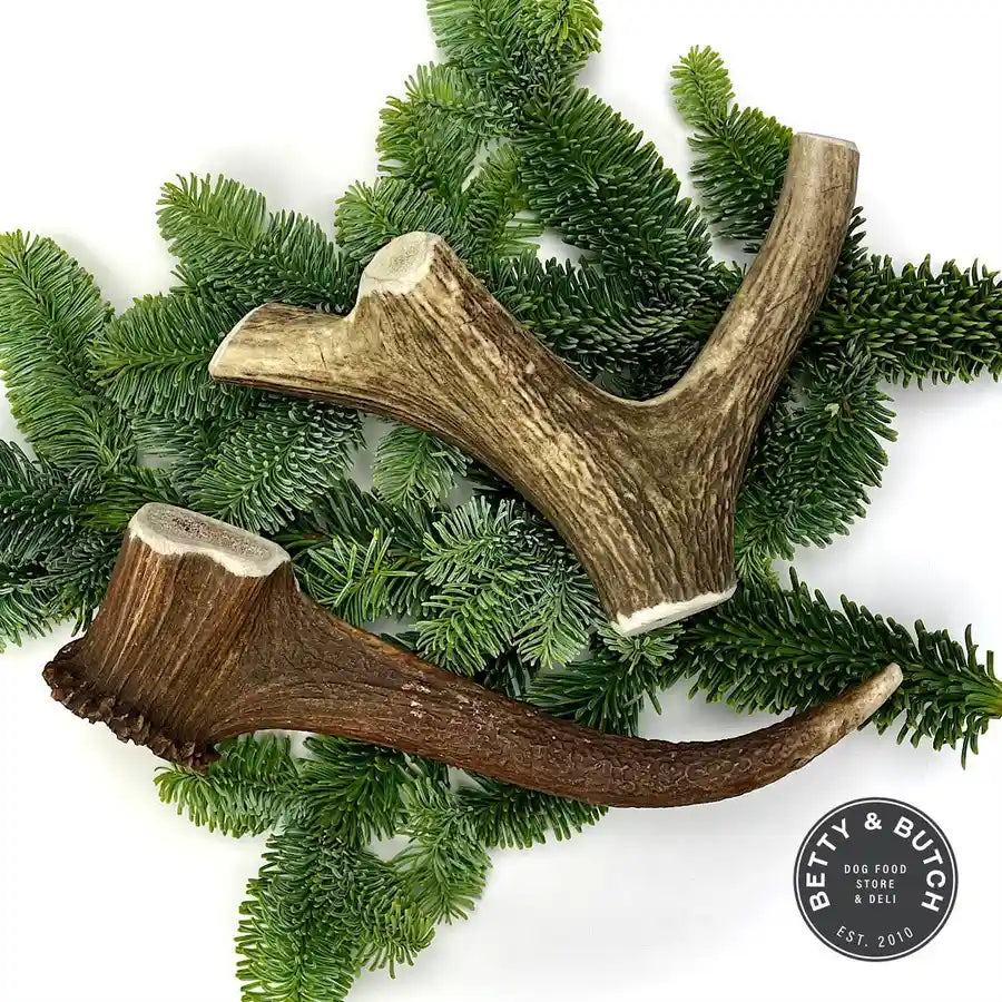 Durable Deer Antler Dog Chew - Good for Dog Dental Health and Care - BETTY & BUTCH®