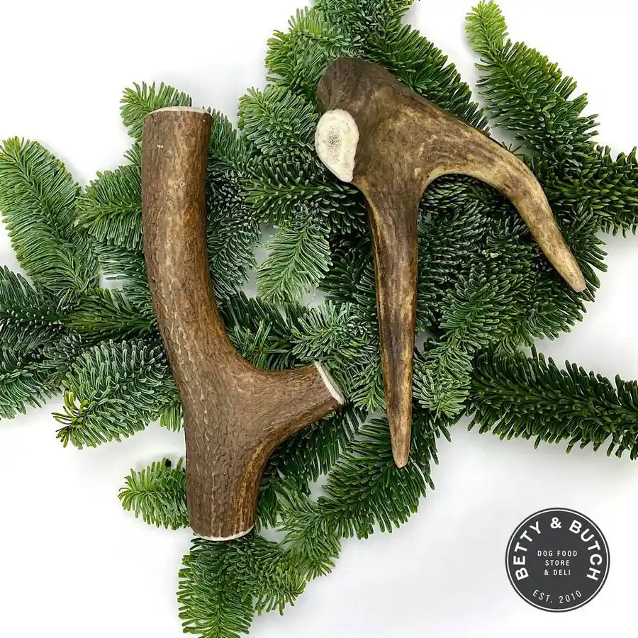 Durable Deer Antler Dog Chew - Good for Dog Dental Health and Care - BETTY & BUTCH®